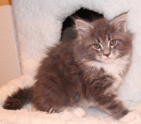 Bluebonnet mit 9 Wochen / nine weeks old