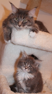 Bluebonnet mit 9 Wochen / nine weeks old