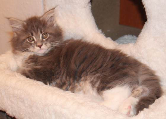 Bluebonnet mit 9 Wochen / nine weeks old