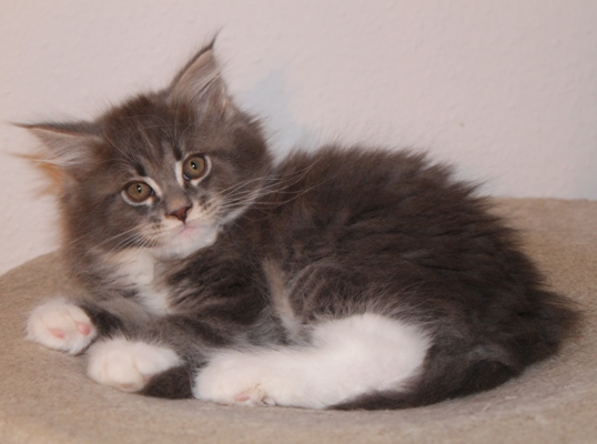 Bluebonnet mit 9 Wochen / nine weeks old