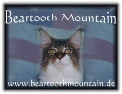 Maine Coon of Beartooth Mountain