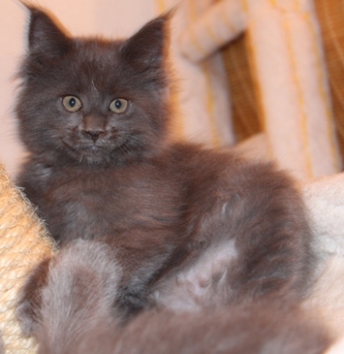 Biene mit 9 Wochen / nine weeks old