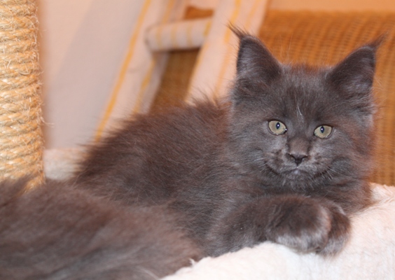 Biene mit 9 Wochen / nine weeks old