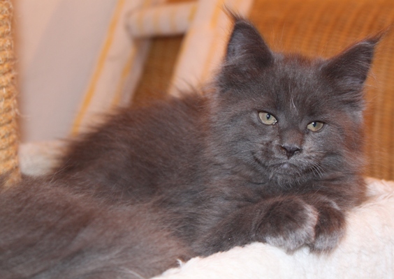 Biene mit 9 Wochen / nine weeks old