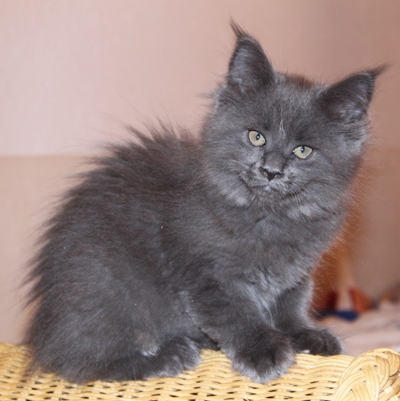 Biene mit 9 Wochen / nine weeks old