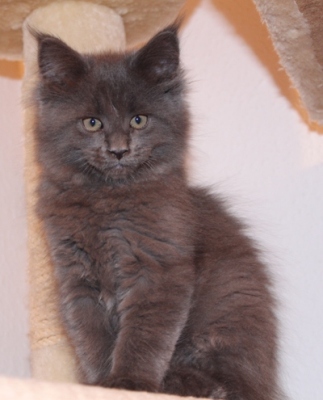 Biene mit 9 Wochen / nine weeks old