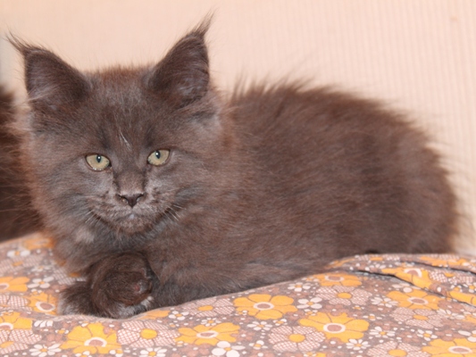 Biene mit 9 Wochen / nine weeks old