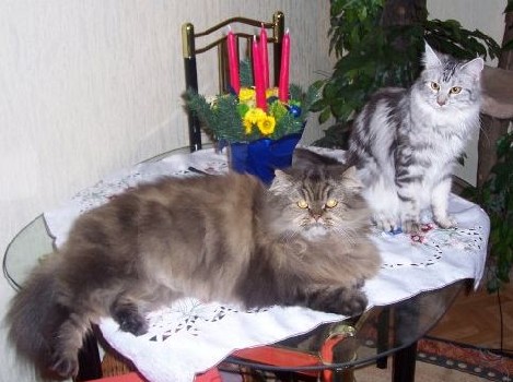 Bella zusammen mit (together with) Tiger