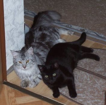 Bella zusammen mit (together with) Bruno