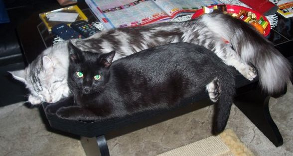 Bella zusammen mit (together with) Bruno