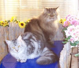 Bella zusammen mit (together with) Tiger