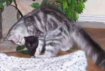 Bella mit sechs Monaten/six months old 