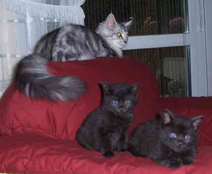 Bella zusammen mit (together with) Bruno und Steffi