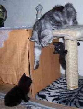 Bella zusammen (together with) mit Bruno und Steffi