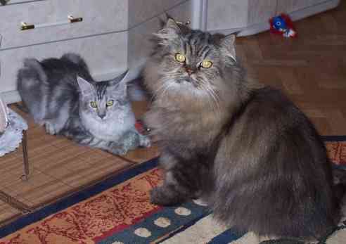 Bella zusammen (together with) mit Tiger