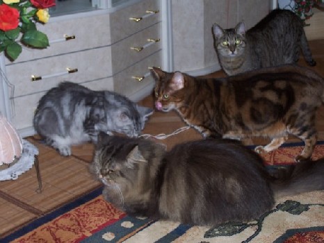 Bella zusammen mit (together with) Tiger, Pretty Woman und Peggy