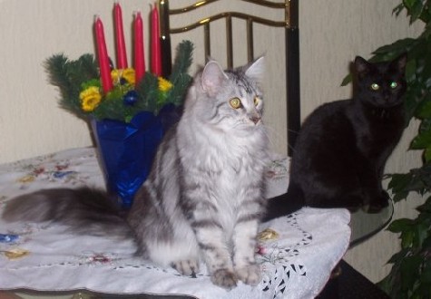 Bella zusammen mit (together with) Steffi