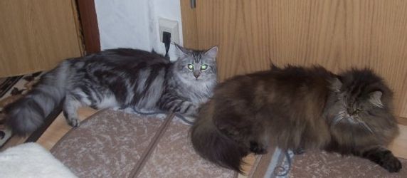 Bella zusammen mit (together with) Tiger