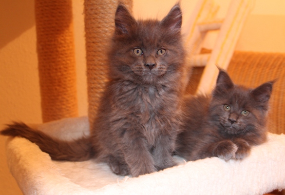 Benoît mit 9 Wochen / nine weeks old