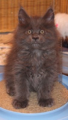 Benoît mit 9 Wochen / nine weeks old