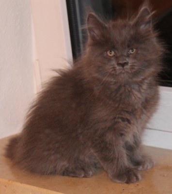 Benoît mit 9 Wochen / nine weeks old