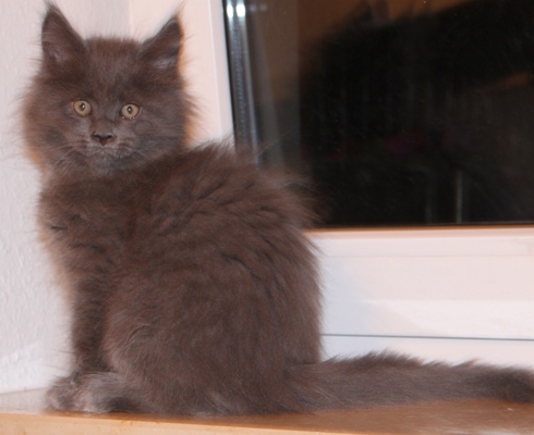 Benoît mit 9 Wochen / nine weeks old