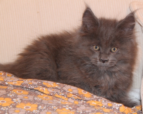 Benoît mit 9 Wochen / nine weeks old