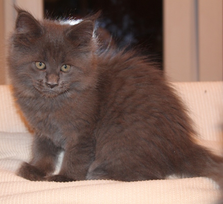 Benoît mit 9 Wochen / nine weeks old