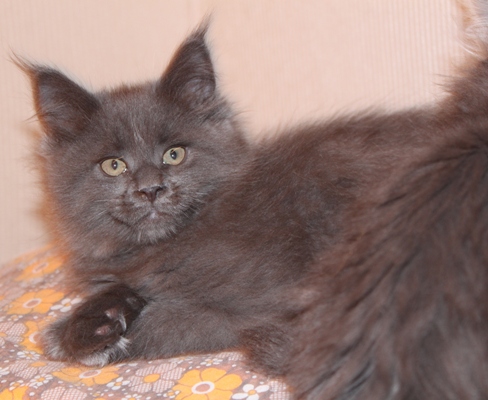 Benoît mit 9 Wochen / nine weeks old