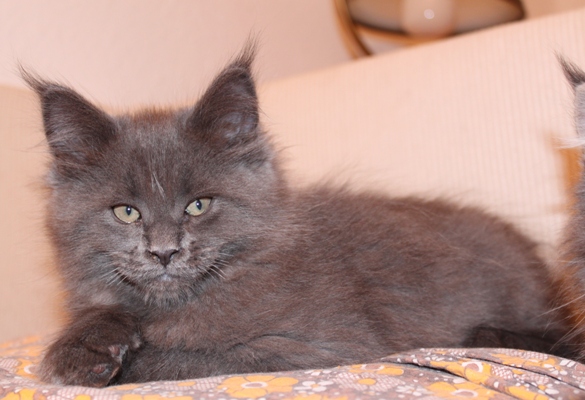 Benoît mit 9 Wochen / nine weeks old