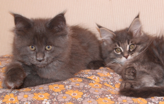 Benoît mit 9 Wochen / nine weeks old