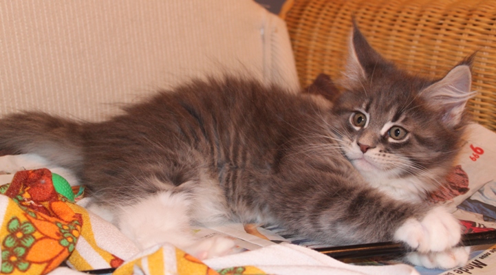 blaue Fee mit 9 Wochen / nine weeks old