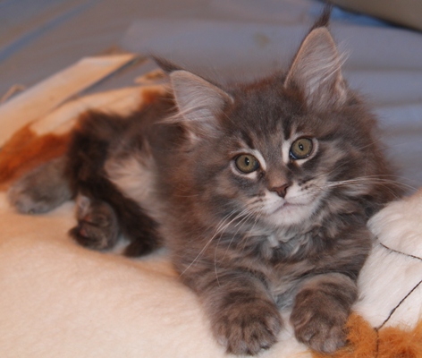 Bobby mit 9 Wochen / nine weeks old