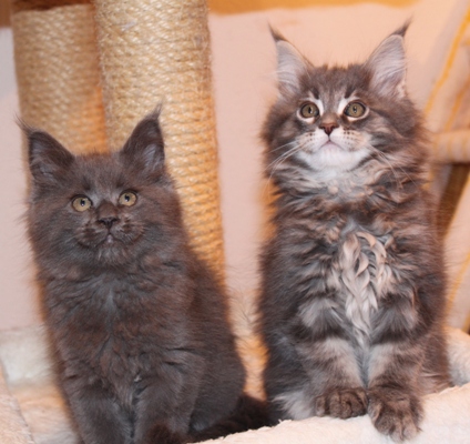 Bobby mit 9 Wochen / nine weeks old