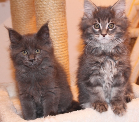 Bobby mit 9 Wochen / nine weeks old