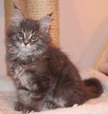 Bobby mit 9 Wochen / nine weeks old