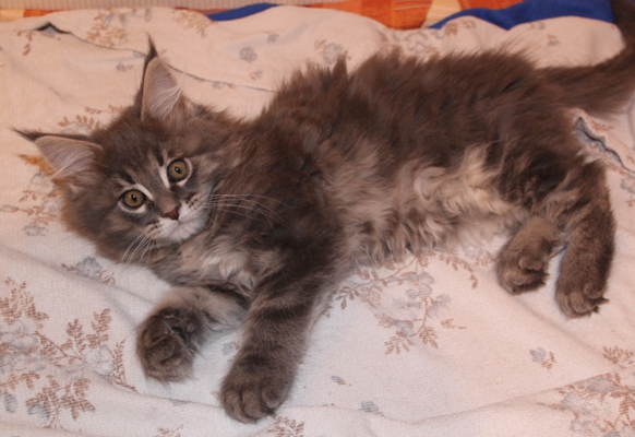 Bobby mit 9 Wochen / nine weeks old