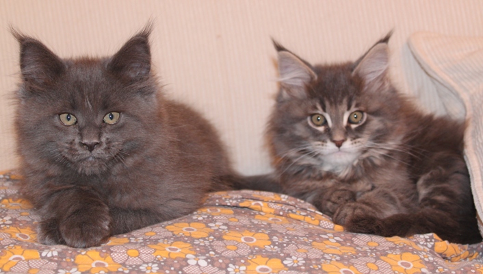 Bobby mit 9 Wochen / nine weeks old