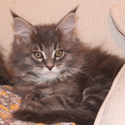 Bobby mit 9 Wochen / nine weeks old