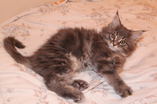 Bobby mit 9 Wochen / nine weeks old