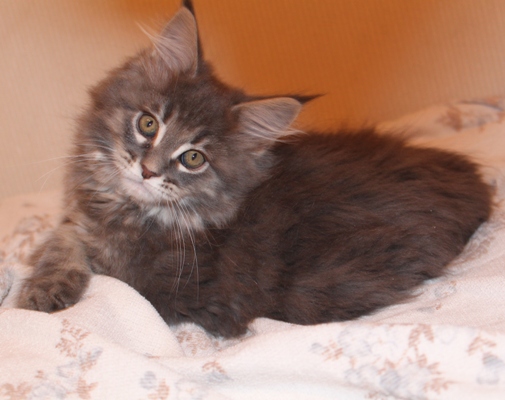 Bobby mit 9 Wochen / nine weeks old