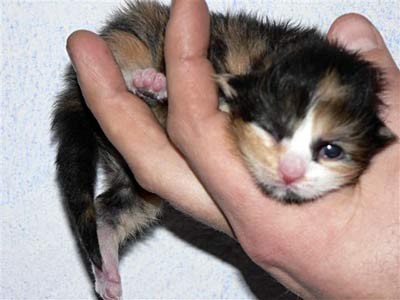 Bonanza mit 3 Tagen / 3 days old