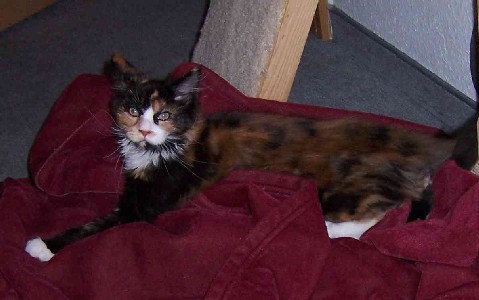 Bonanza mit 4 1/2 Monaten / 4 1/4 months old