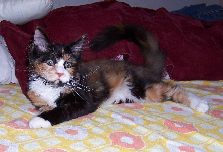 Bonanza mit 4 1/2 Monaten / 4 1/4 months old