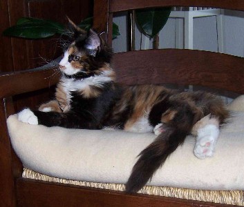 Bonanza mit fünf Monaten / five months old