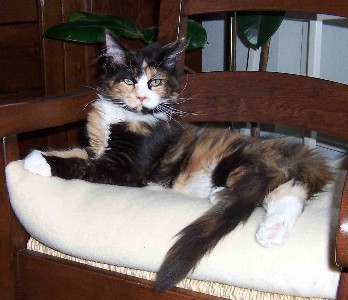 Bonanza mit fünf Monaten / five months old