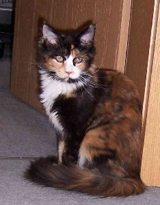 Bonanza mit fünf Monaten / five months old