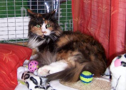 Bonanza mit einem Jahr und sechs Monaten/ one year and six months old