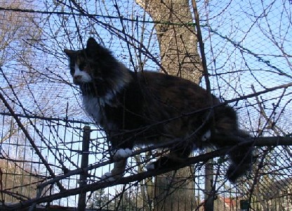 Bonanza mit zwei Jahren/ two years old