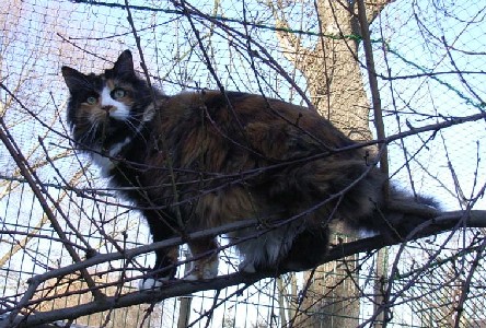 Bonanza mit zwei Jahren/ two years old